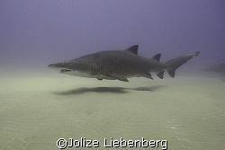 Pregnant ragged tooth sharks come to a shallow reef at So... by Jolize Liebenberg 